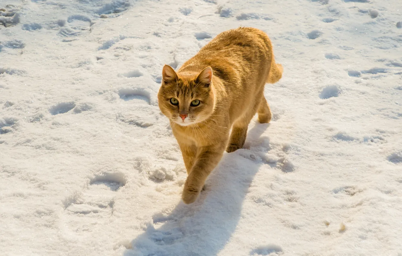 Photo wallpaper winter, cat, cat, look, snow, traces, pose, red