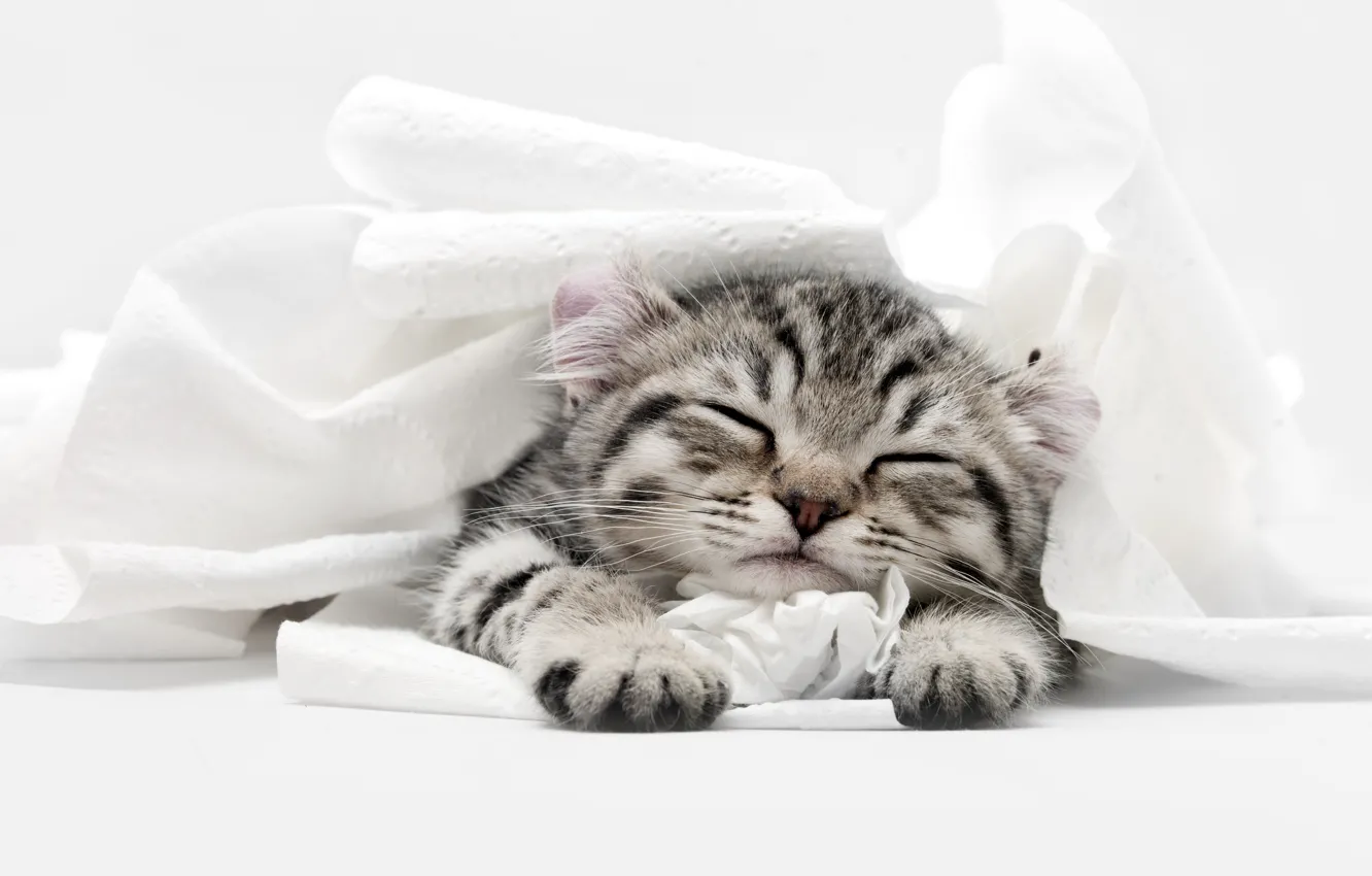 Photo wallpaper cat, sleep, sleeping, kitty
