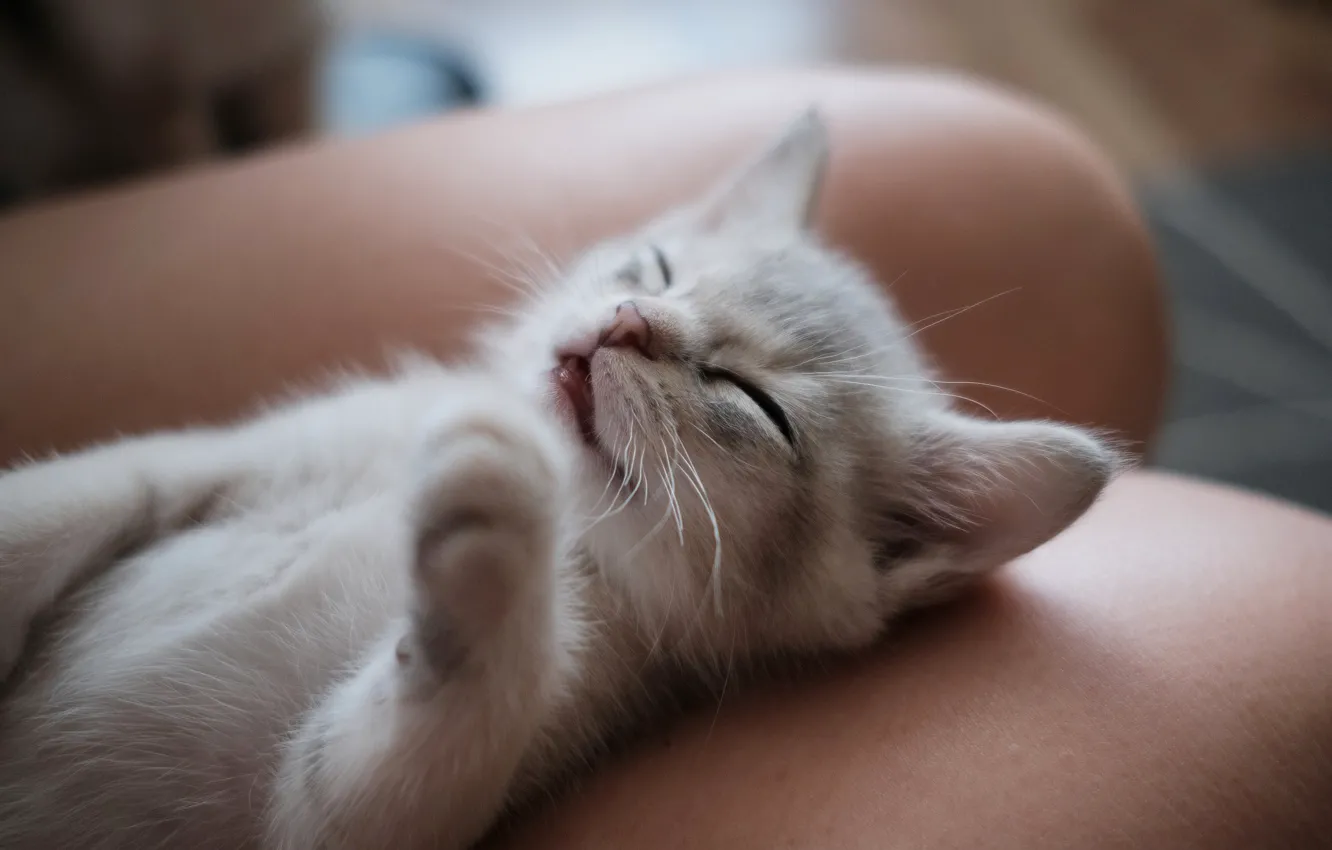Photo wallpaper kitty, baby, sleeping