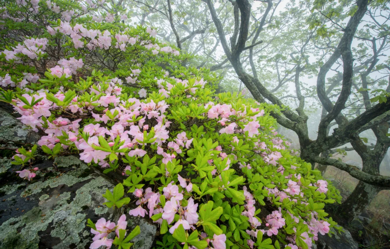 Photo wallpaper the bushes, Azalea, rhododendrons