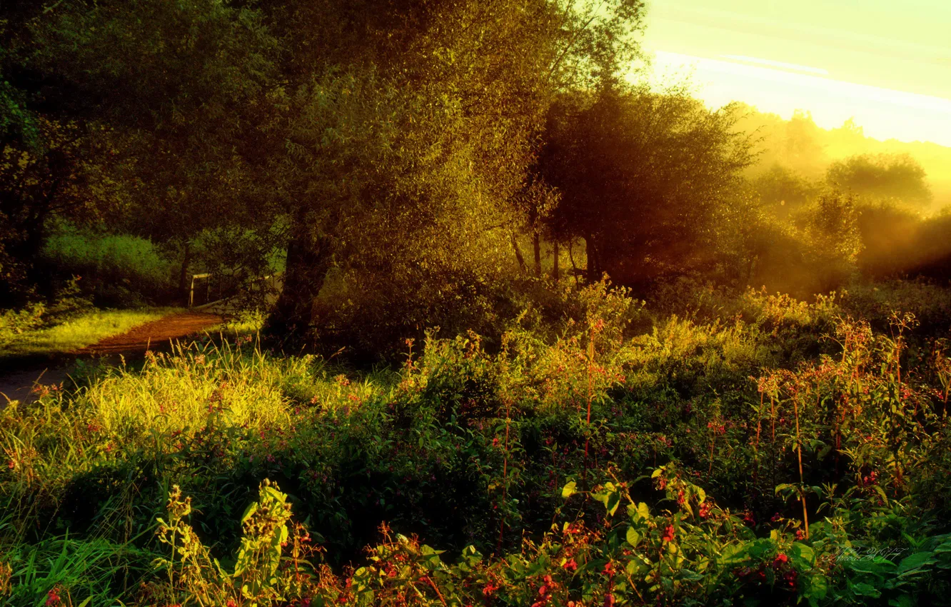 Photo wallpaper forest, summer, sunset