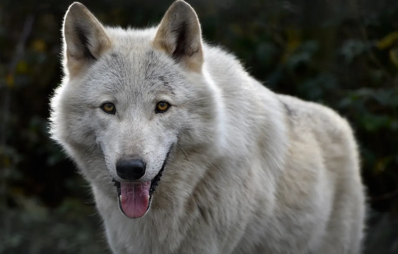 Photo wallpaper Predator, nature, snow, face, animal, wolf, canis lupus, wildlife