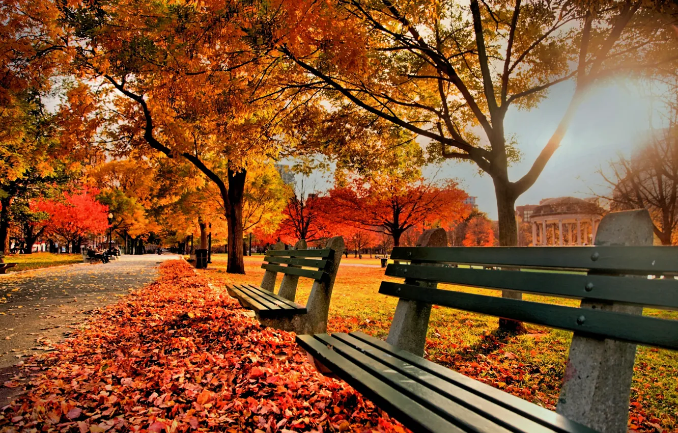 Photo wallpaper autumn, nature, Park, foliage, Nature, benches, trees, park