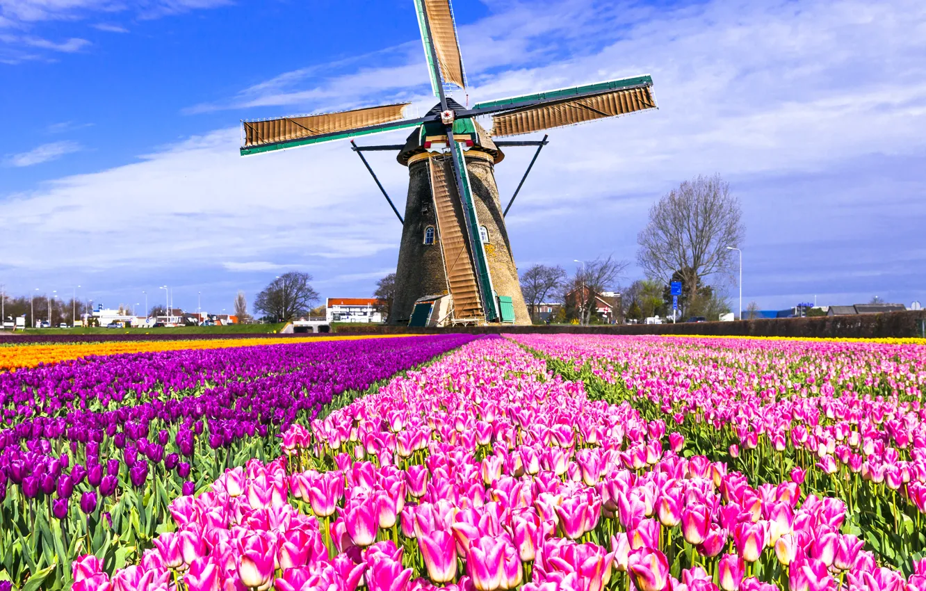 Photo wallpaper field, mill, tulips, Netherlands, colorful, Keukenhof, Lisse