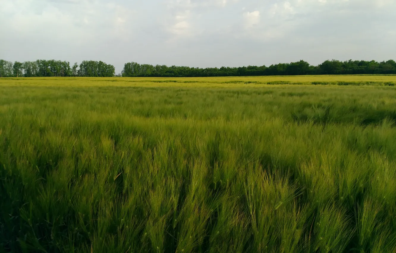 Photo wallpaper wheat, field, grass, meadow, millet