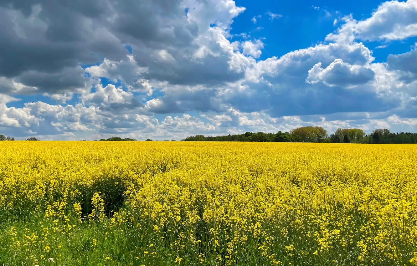 Photo wallpaper forest, clouds, flowers, yellow, spring, space, blue sky, rape