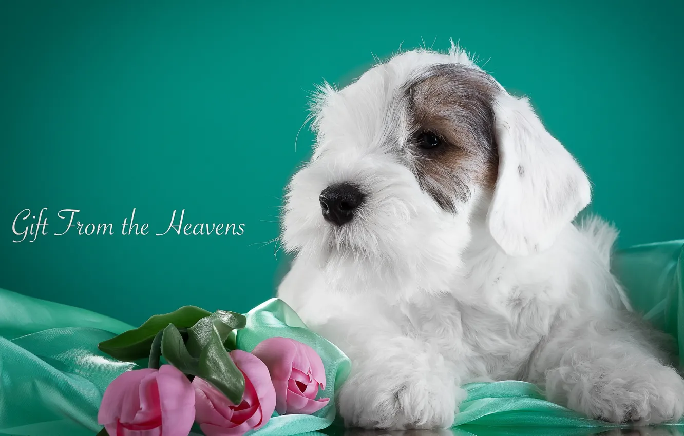 Photo wallpaper flowers, tulips, puppy, fabric, the Sealyham Terrier