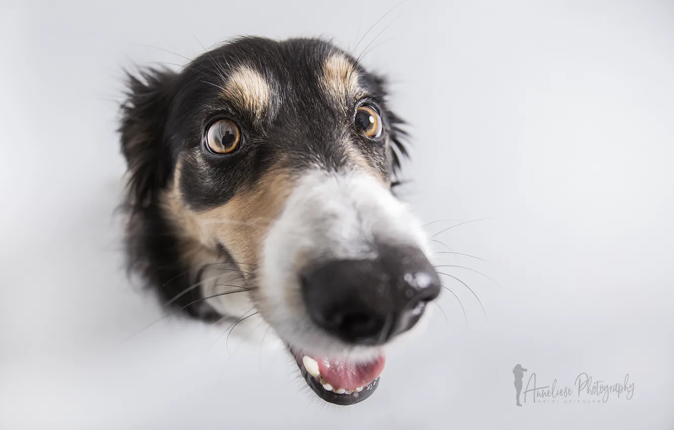 Photo wallpaper look, each, dog