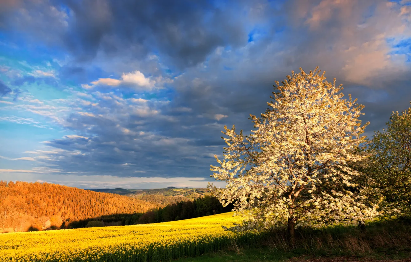 Photo wallpaper field, clouds, light, trees, blue, spring, flowering, rape
