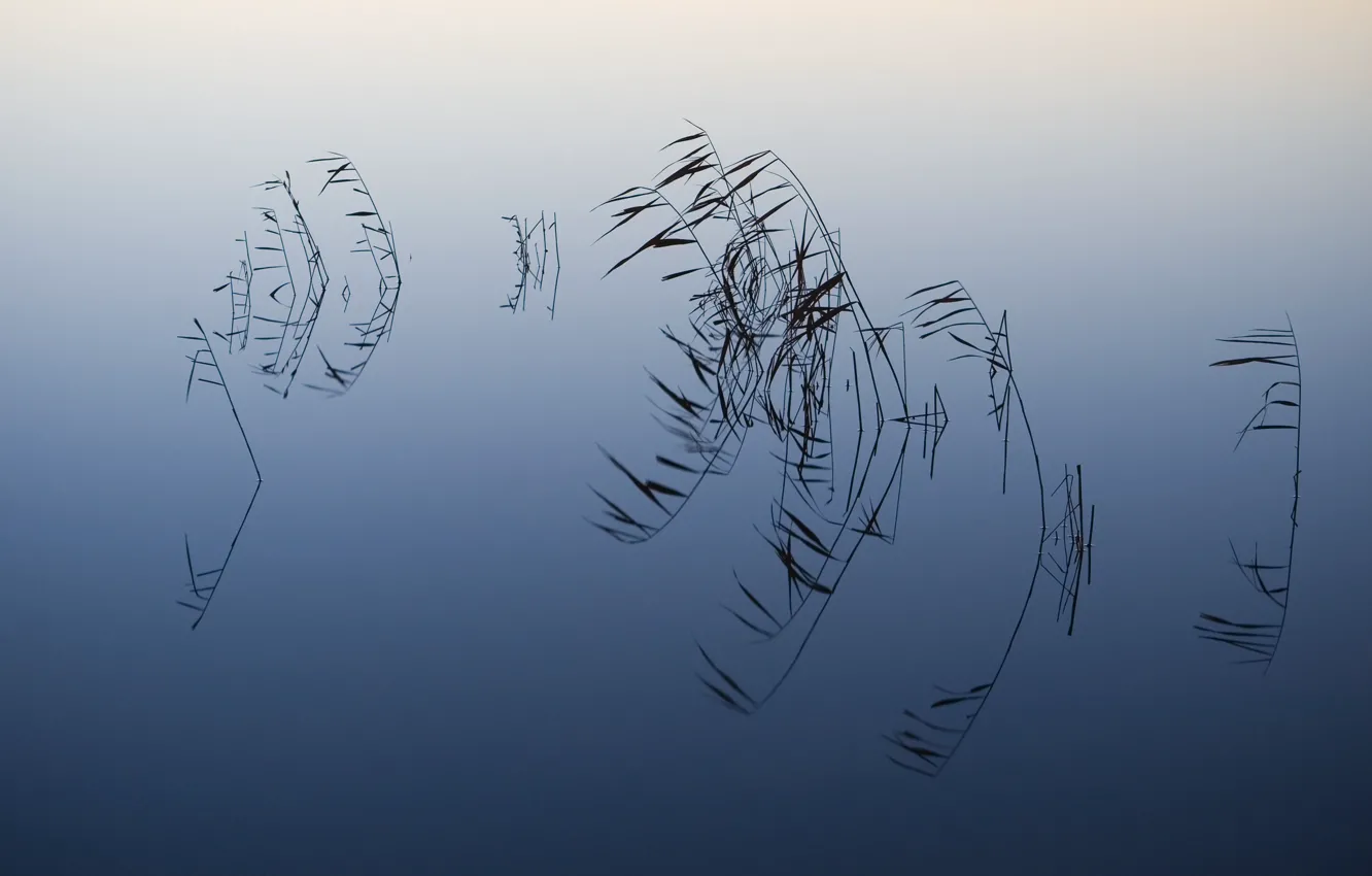 Photo wallpaper water, branches, reflection