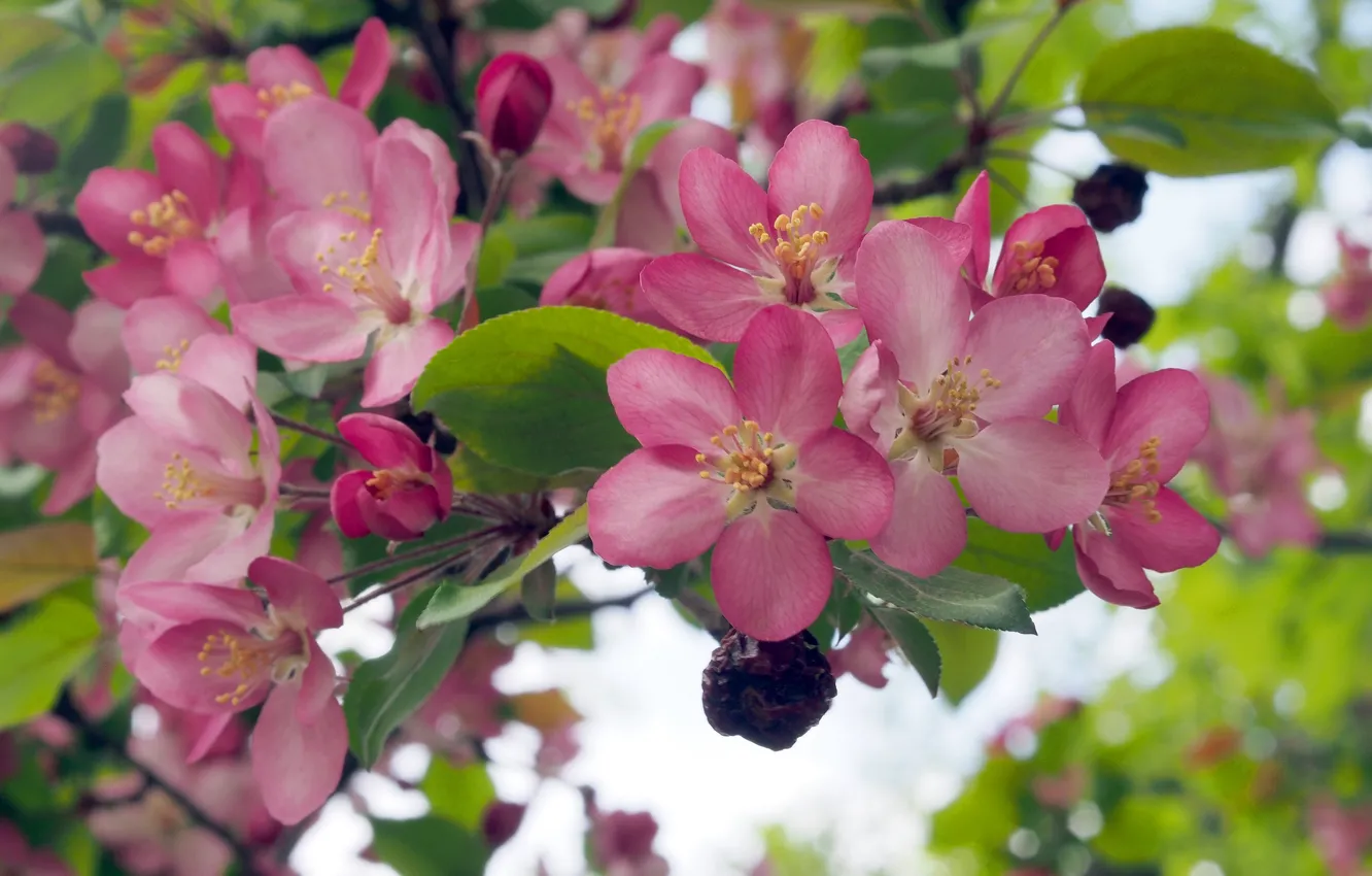 Photo wallpaper macro, flowers, branches, spring, Apple, flowering