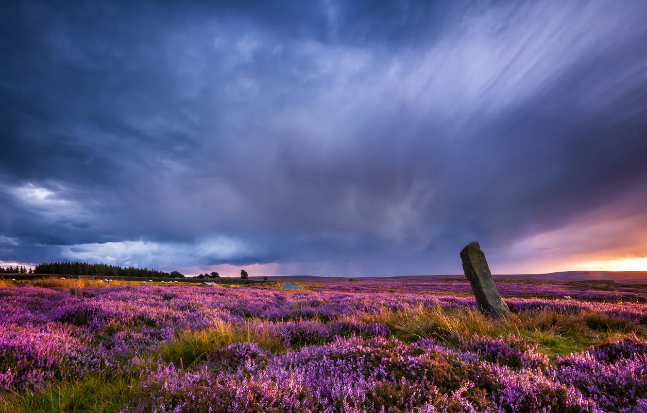 Photo wallpaper field, landscape, sunset