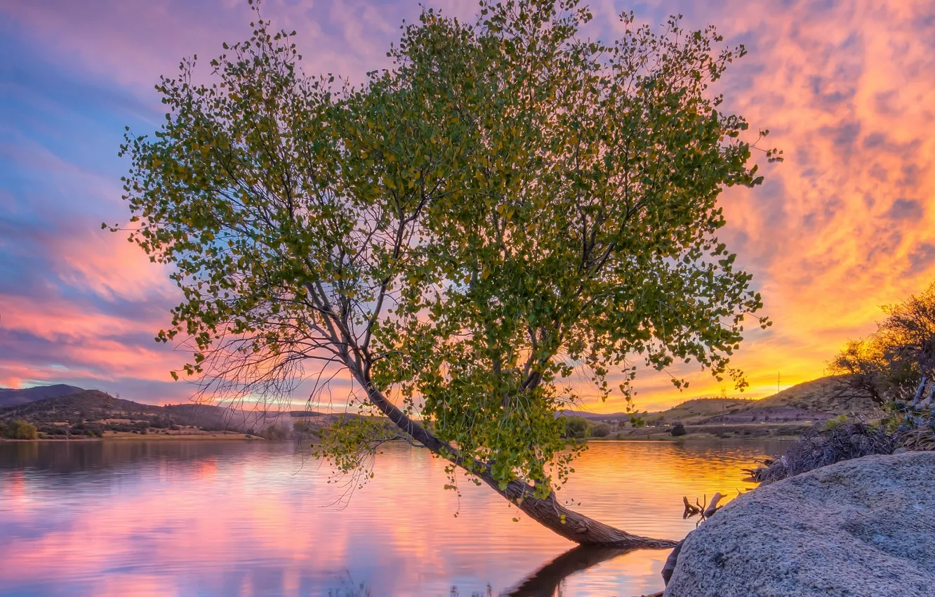 Photo wallpaper water, sunset, tree