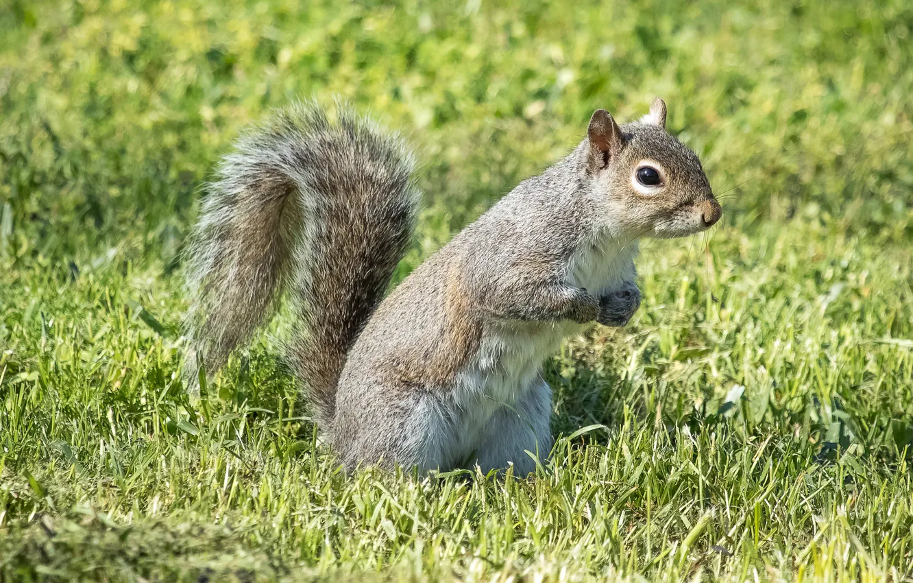 Photo wallpaper summer, grass, look, squirrel
