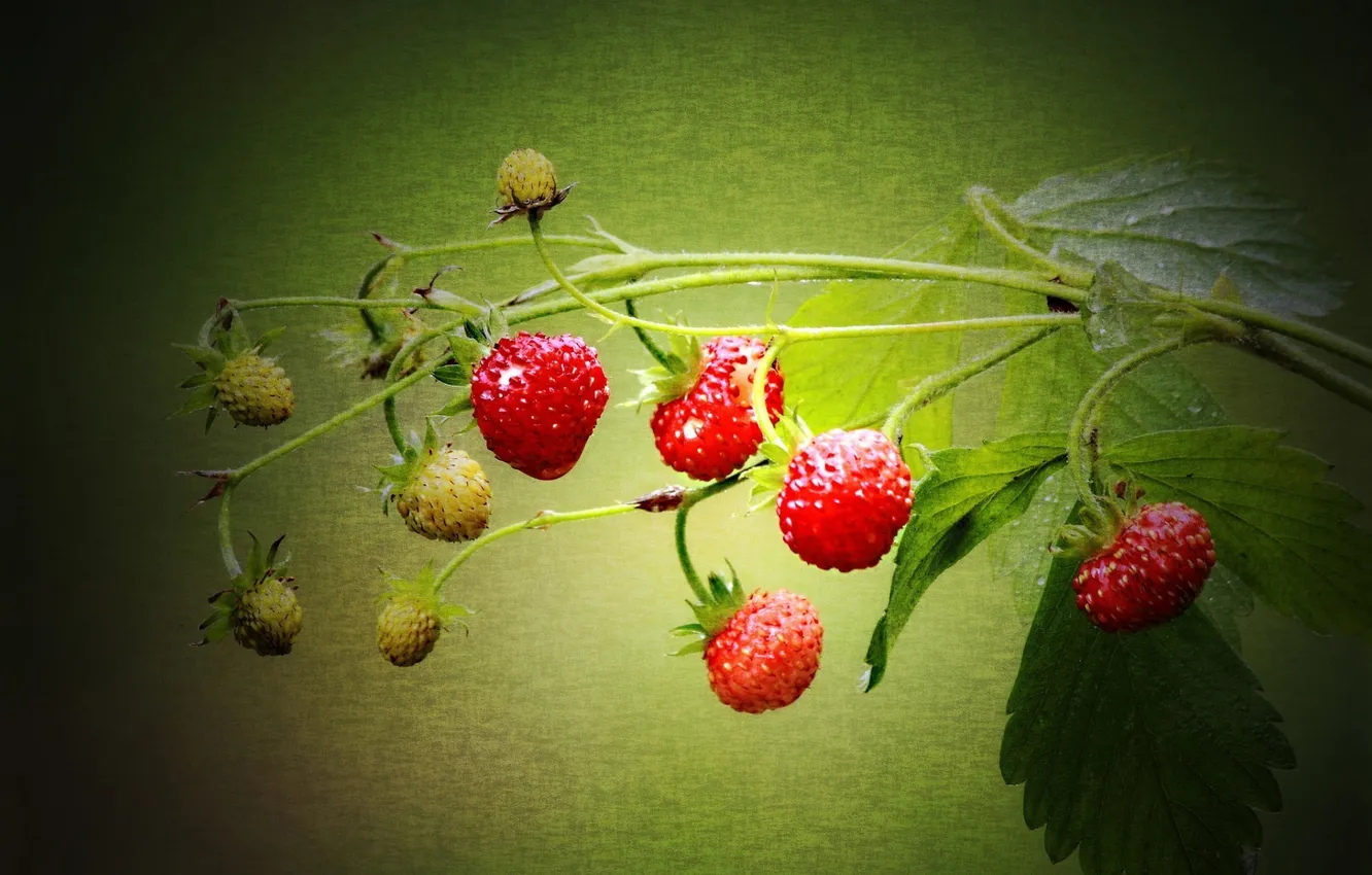 Photo wallpaper light, canvas, sheet, stem, strawberries, strawberry, berry