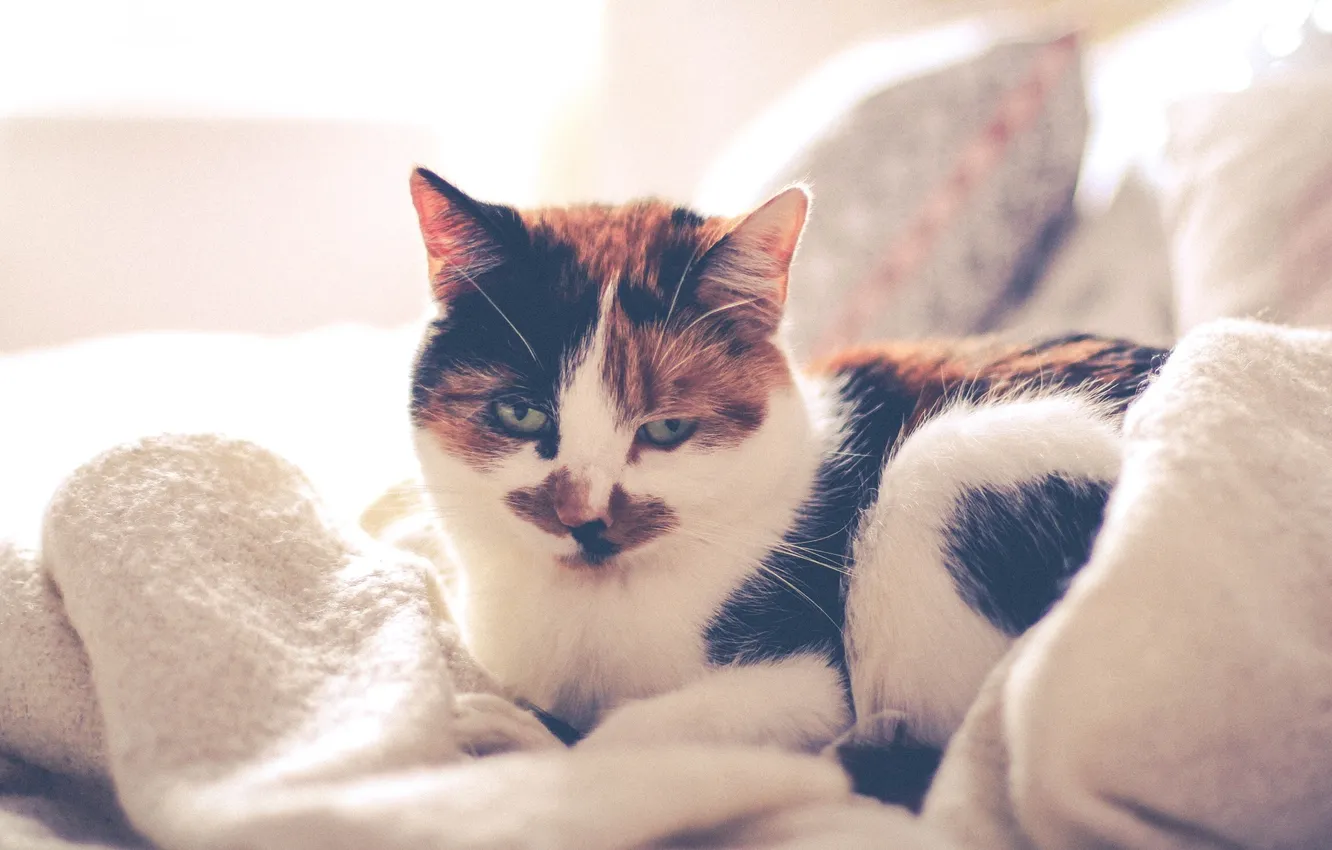 Photo wallpaper cat, bed, pillow, blanket