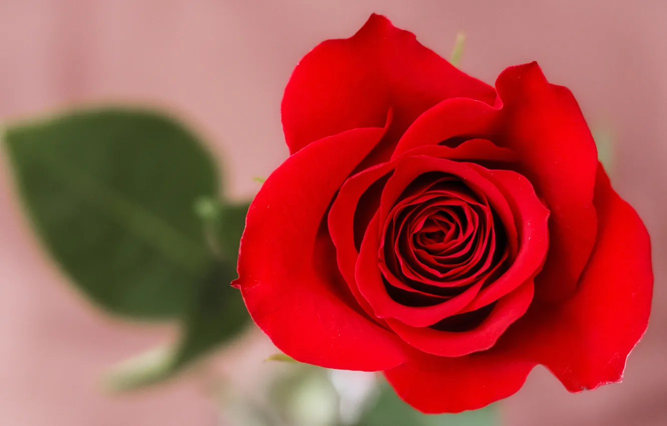 Photo wallpaper macro, roses, petals, buds, bokeh