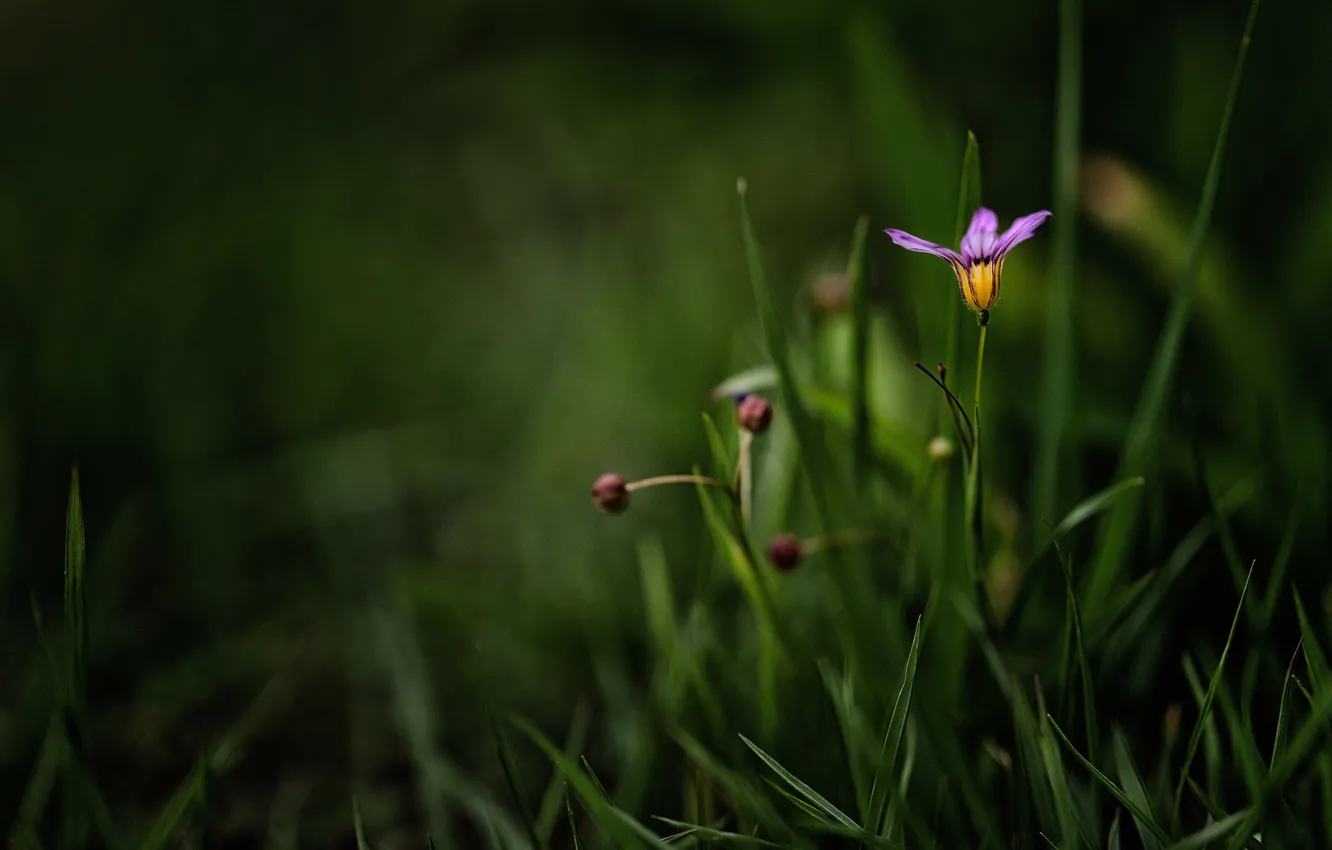 Photo wallpaper flower, grass, lilac, blur