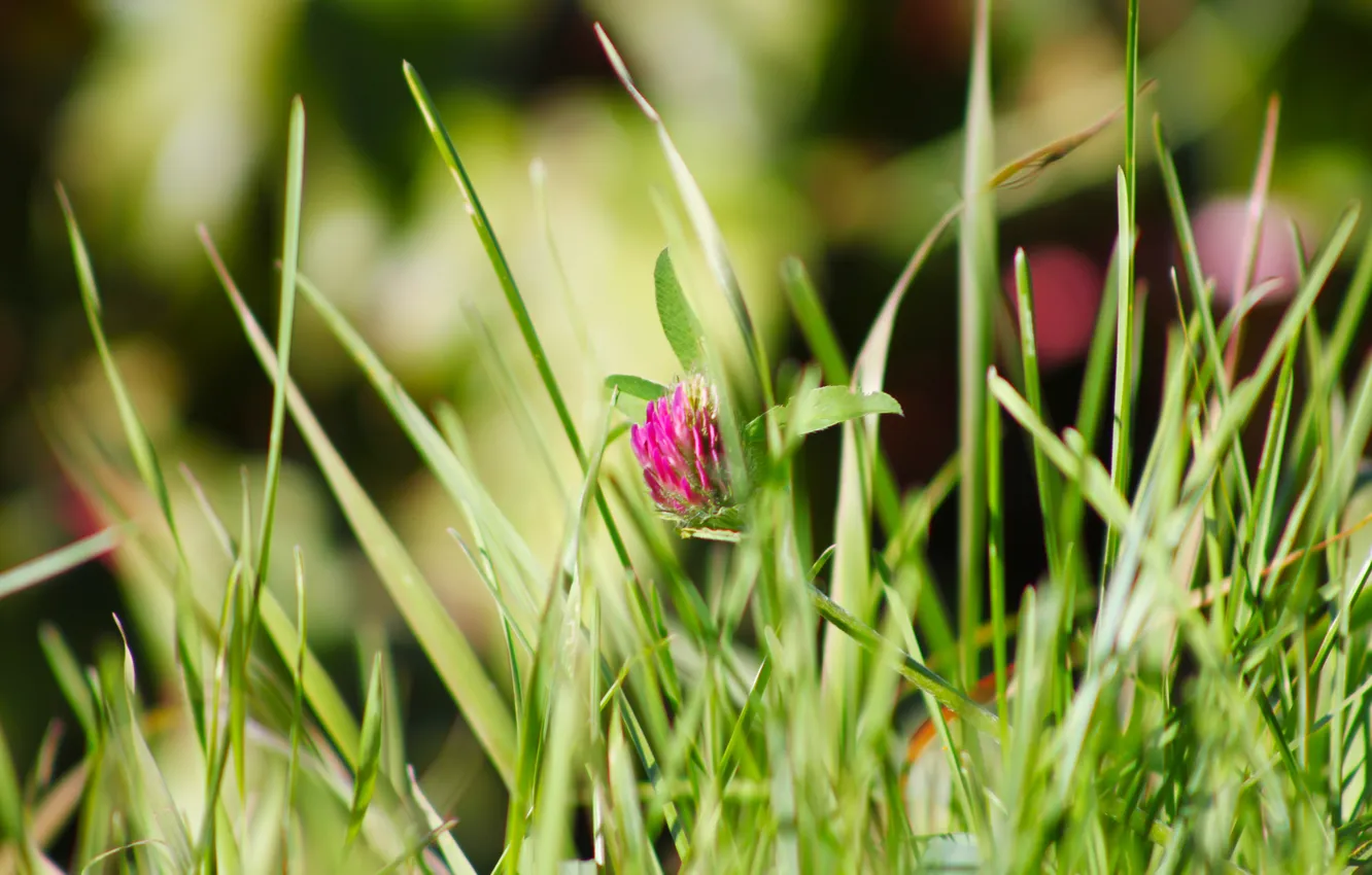 Photo wallpaper greens, grass, clover, photographer ann_ann