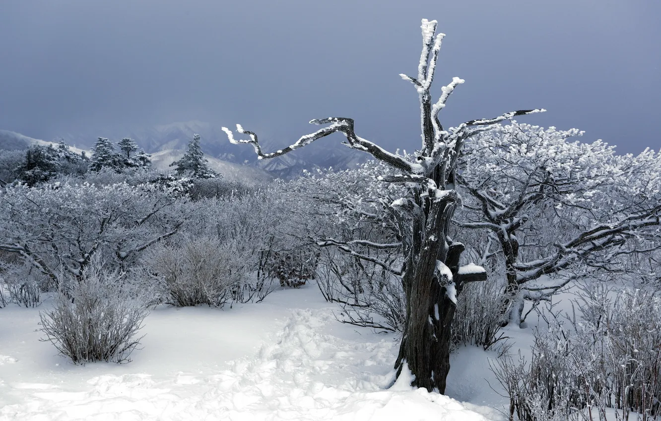 Photo wallpaper winter, snow, trees, mountains