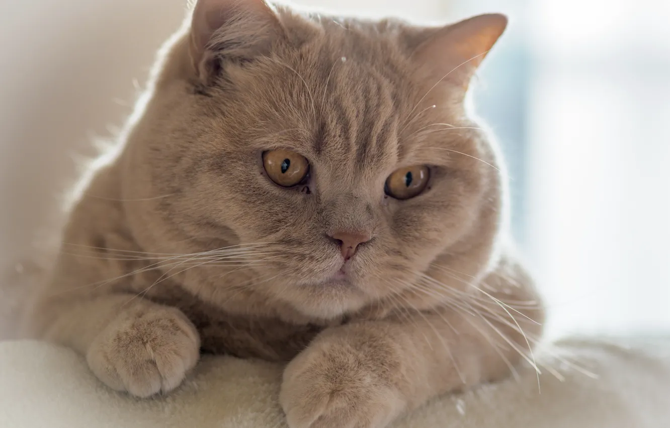 Photo wallpaper cat, look, portrait, muzzle, Kote, handsome, cat, British Shorthair