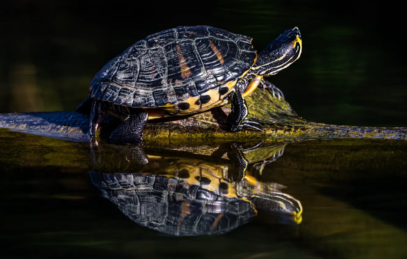 Photo wallpaper water, light, reflection, turtle, log, pond, bug, water