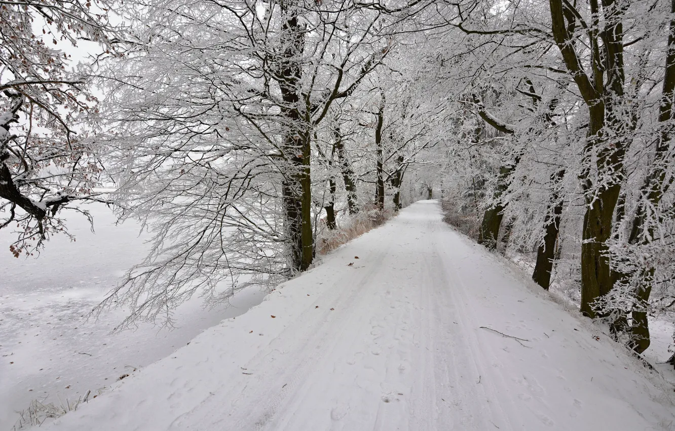 Photo wallpaper winter, road, snow, trees