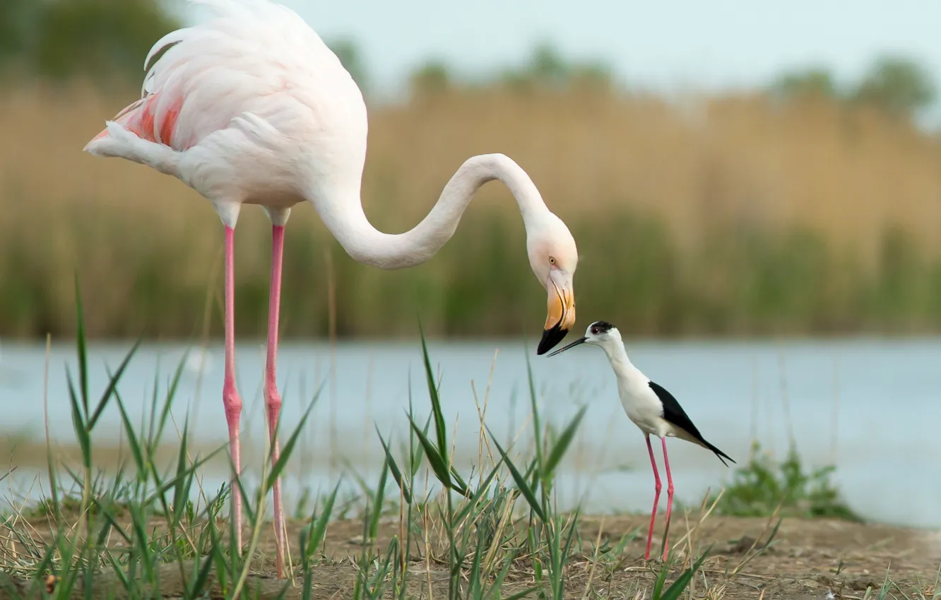 Photo wallpaper birds, friends, Flamingo, Black-winged stilt