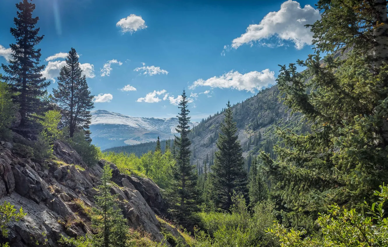Photo wallpaper trees, mountains, valley, Colorado, Colorado, Rocky mountains, Rocky Mountains