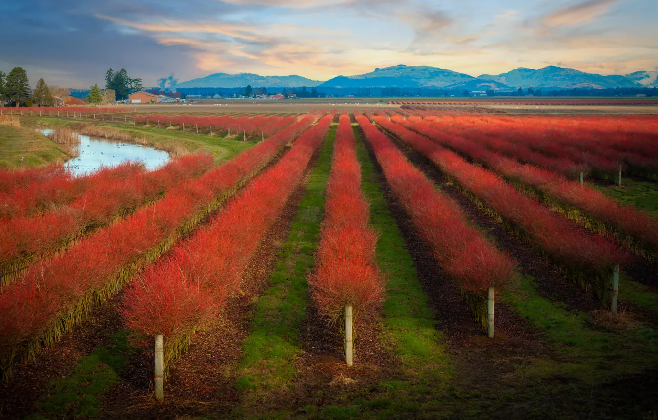 Photo wallpaper trees, mountains, Asia, garden, a number, shrub, plantation