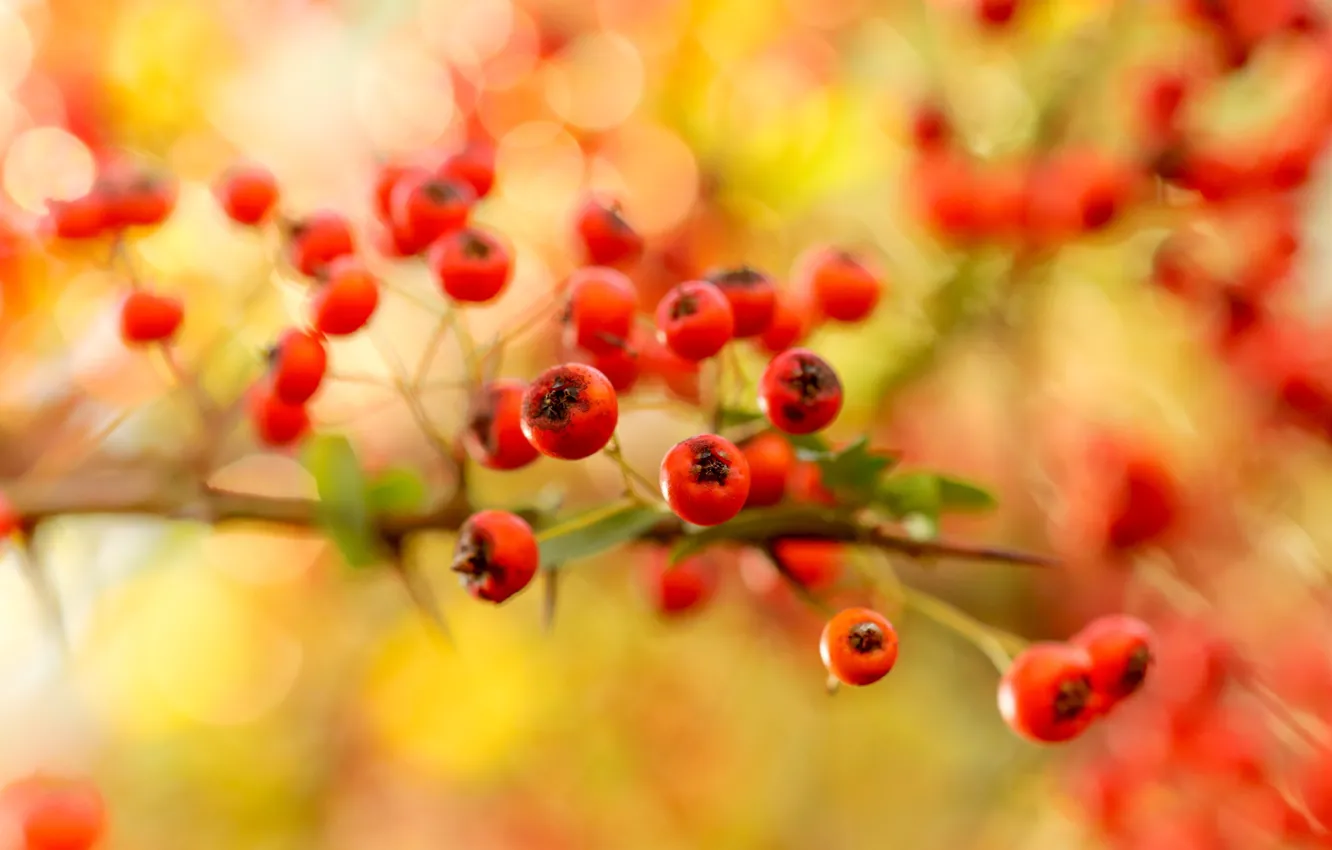 Photo wallpaper autumn, nature, berries