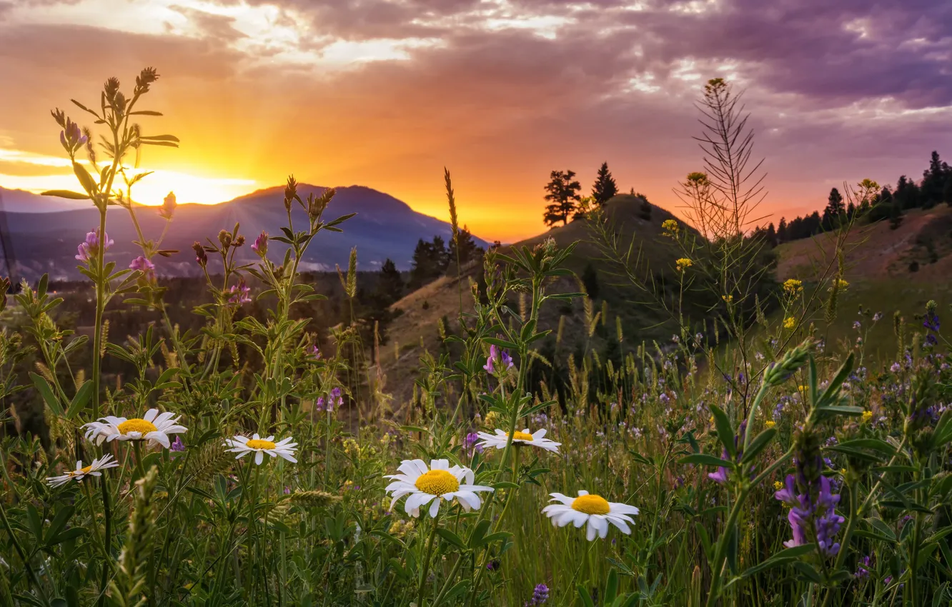 Photo wallpaper sunset, flowers, mountains, chamomile, meadow, Canada, Canada, British Columbia