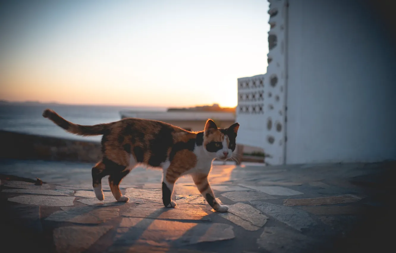 Photo wallpaper cat, blurred background, tri-color