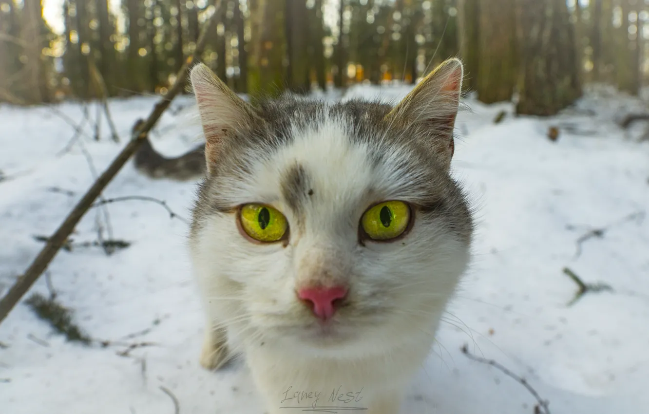 Photo wallpaper the sky, eyes, look, the sun, light, nature, life, animal