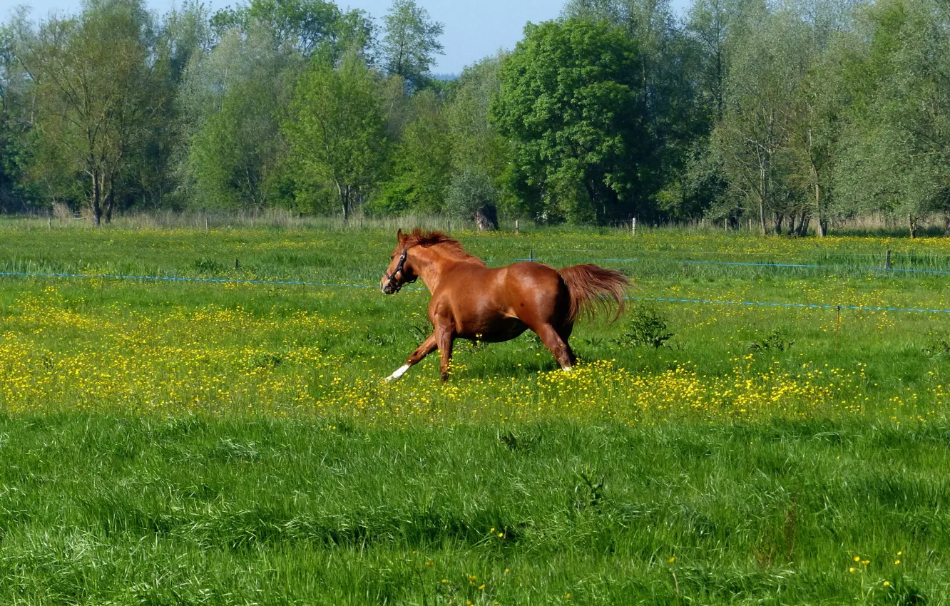 Photo wallpaper grass, horse, meadow