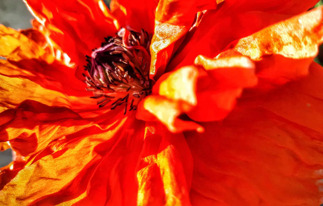 Photo wallpaper macro, flowers, bright, Mac, flower, nature, color