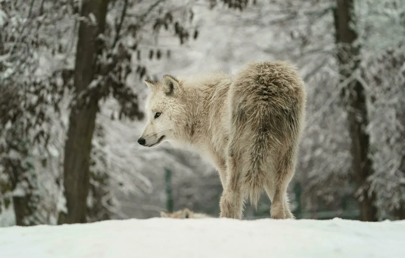 Photo wallpaper Predator, nature, face, animal, wolf, canis lupus, wildlife, portrait