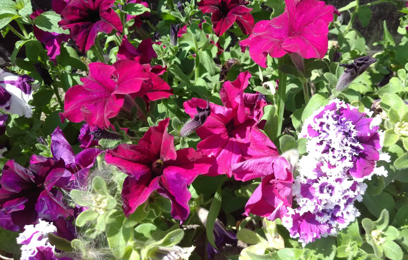 Photo wallpaper flowers, raspberry, Petunia, Mamala ©