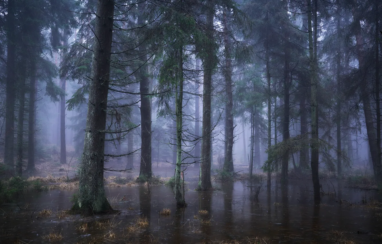 Photo wallpaper forest, water, trees, nature, fog, rain