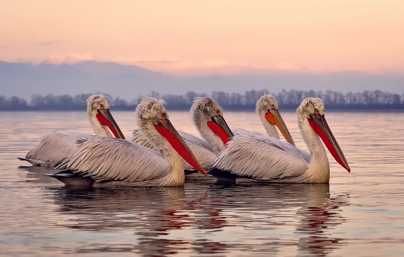 Photo wallpaper birds, nature, pelicans
