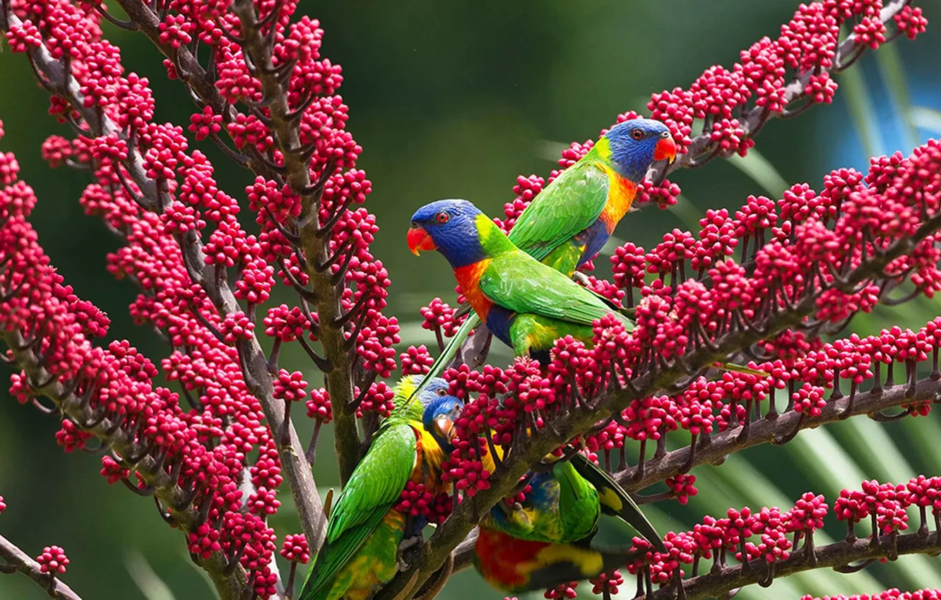 Photo wallpaper birds, parrot, multicolor lorikeet, schefflera localista