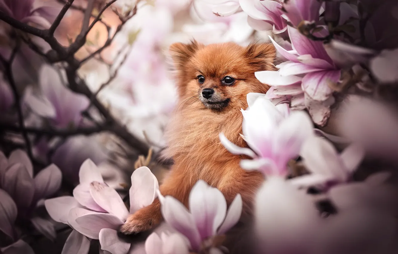 Photo wallpaper flowers, branches, dog, face, flowering, doggie, Magnolia, Spitz