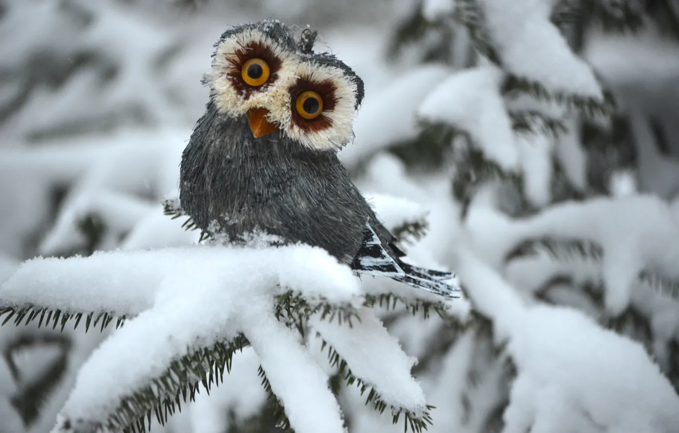 Photo wallpaper winter, owl, spruce, white