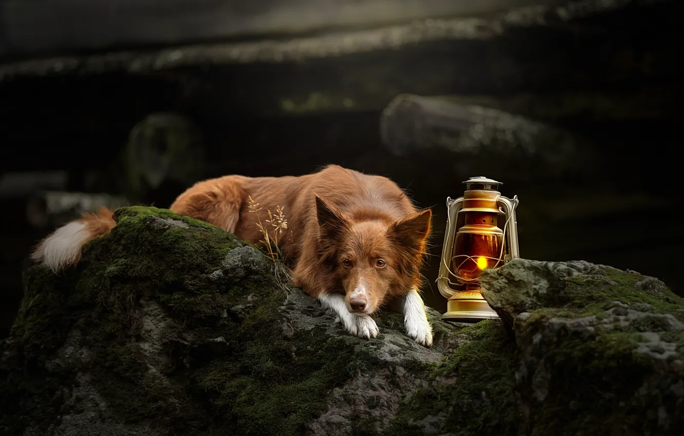 Photo wallpaper stones, lamp, moss, dog, lights, the border collie, Svetlana Pisareva