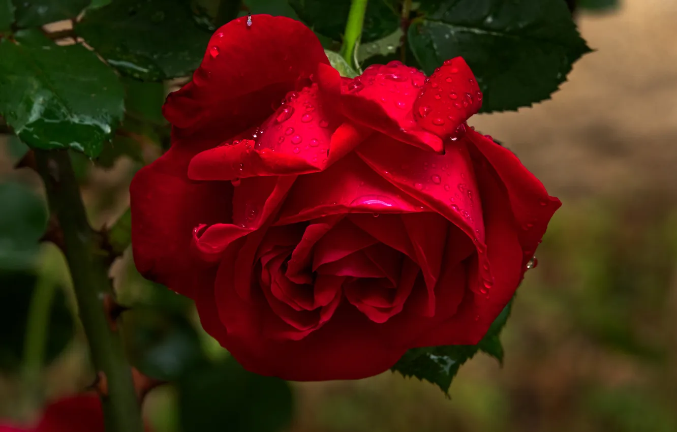 Photo wallpaper leaves, drops, macro, flowers, red, roses