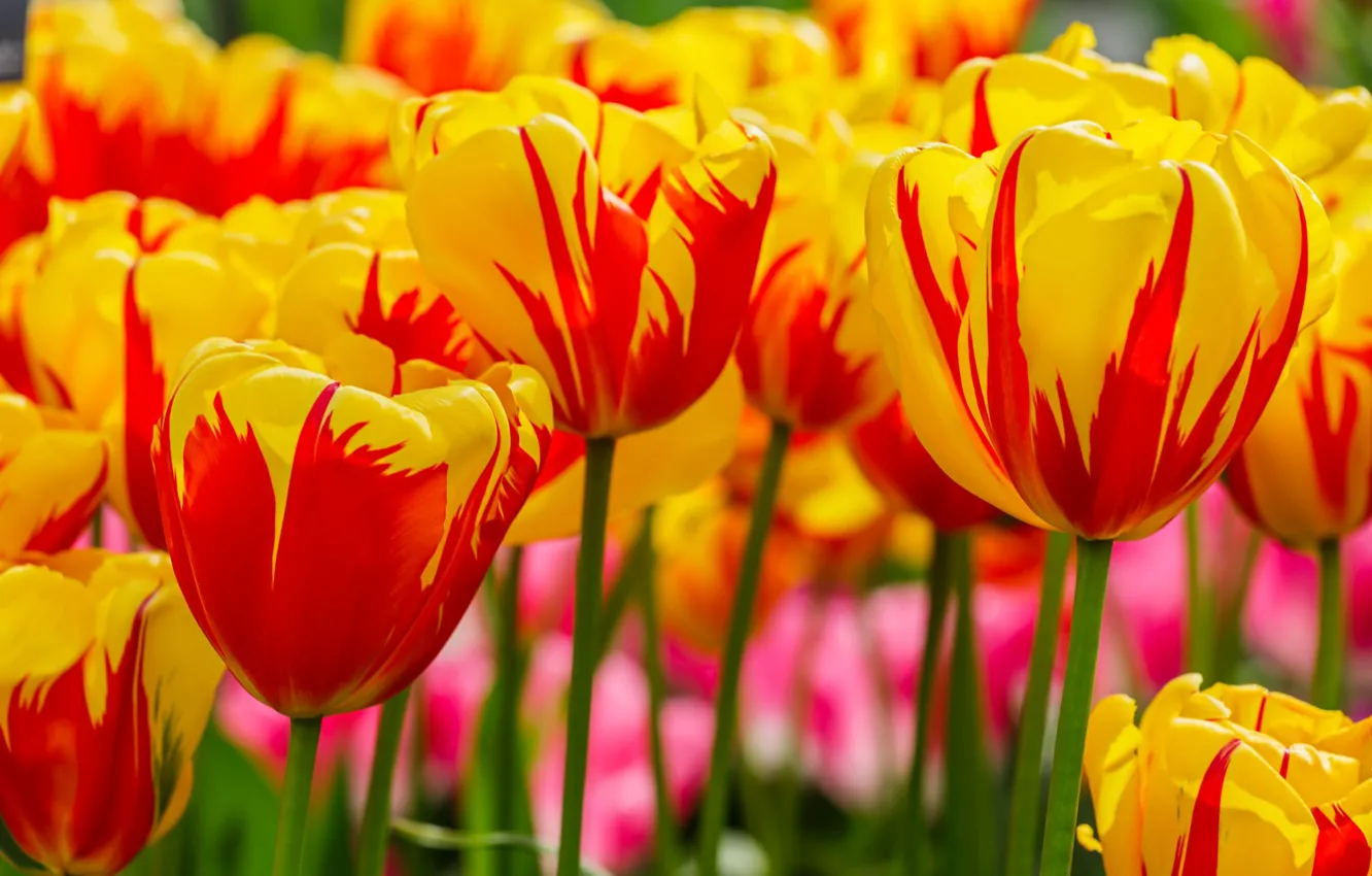 Photo wallpaper flowers, yellow, spring, tulips, flowerbed, striped, bokeh, yellow-red