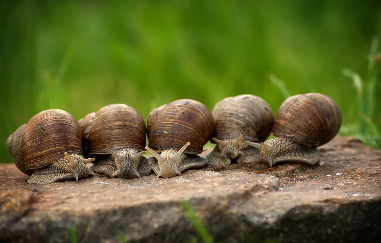 Photo wallpaper Snails, Clam, Bypass, Shell, Slowly