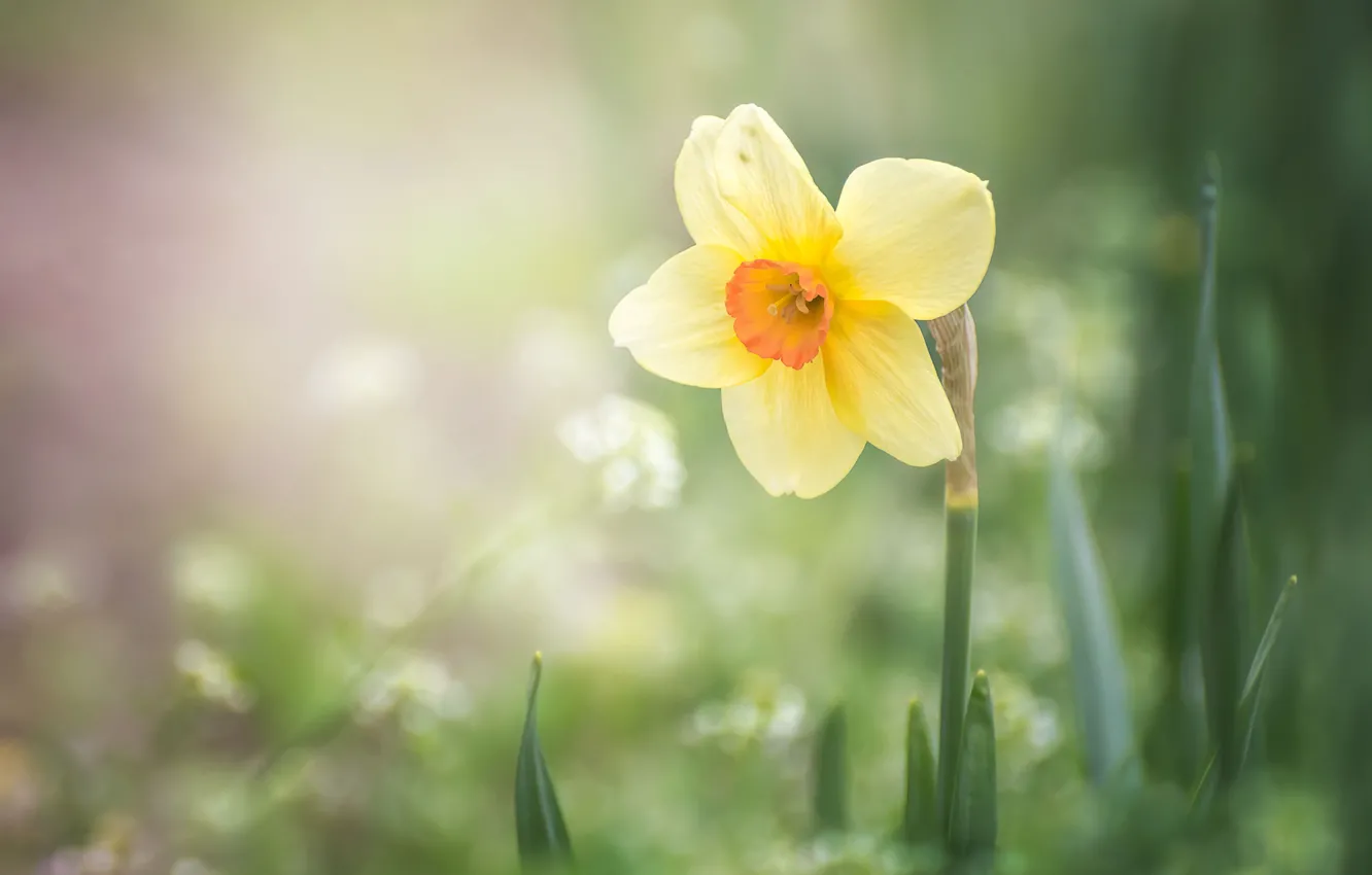 Photo wallpaper yellow, spring, daffodils