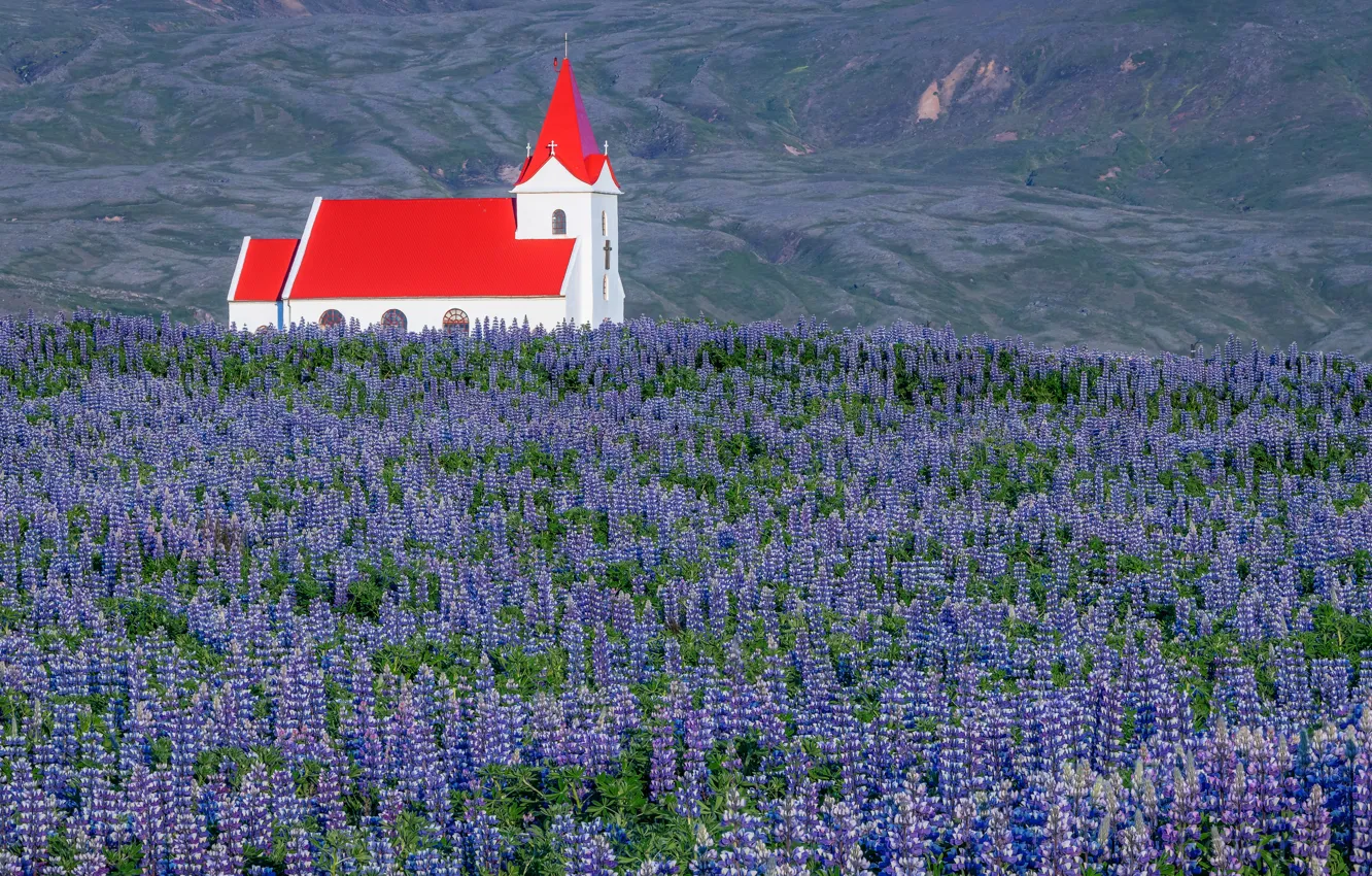Photo wallpaper flowers, village, meadow, Church, Iceland, a lot, lilac, Vika