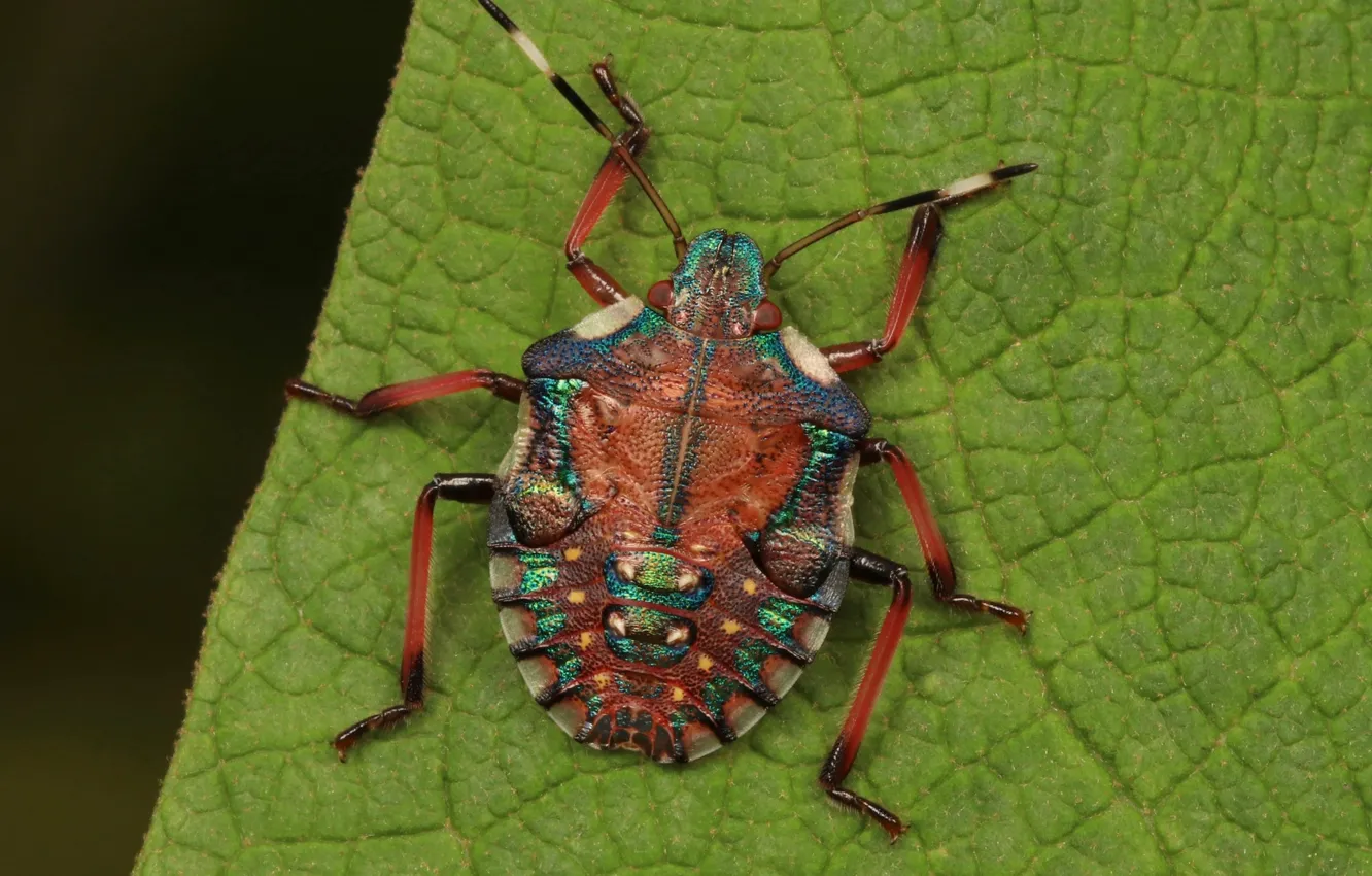 Photo wallpaper Sheet, Beetle, Bug